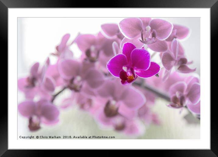 Purple orchid in front of pink orchids Framed Mounted Print by Chris Warham