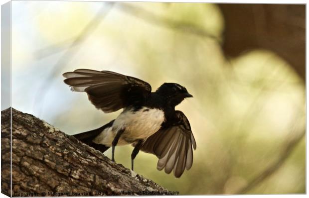 Willy Wagtail Silhouette Canvas Print by Margaret Stanton