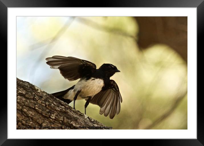 Willy Wagtail Silhouette Framed Mounted Print by Margaret Stanton