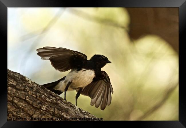 Willy Wagtail Silhouette Framed Print by Margaret Stanton