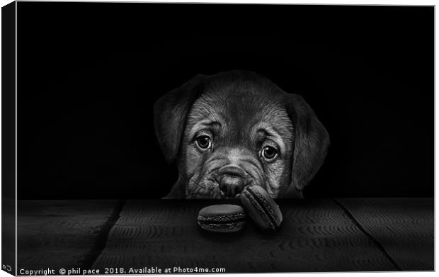 Dont Take The Biscuits Canvas Print by phil pace