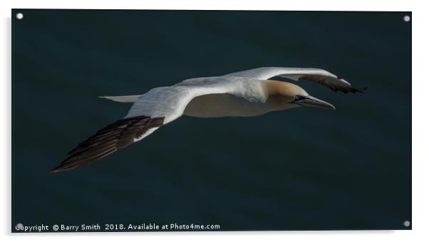 Gannet in flight Acrylic by Barry Smith