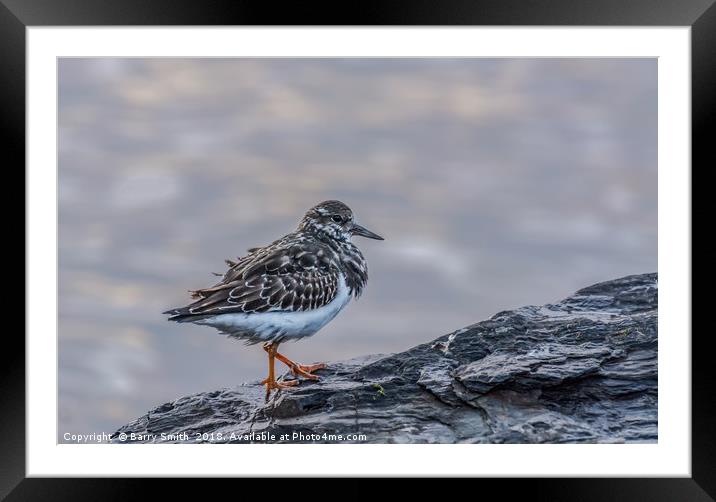 Turnstone at Sunset Framed Mounted Print by Barry Smith