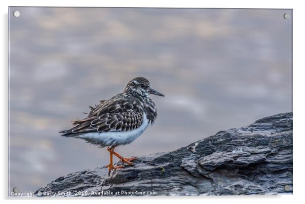 Turnstone at Sunset Acrylic by Barry Smith