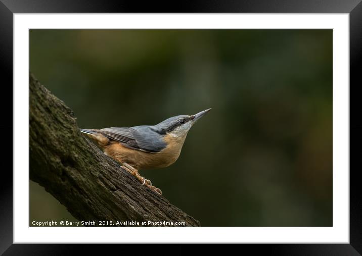 Nuthatch Framed Mounted Print by Barry Smith