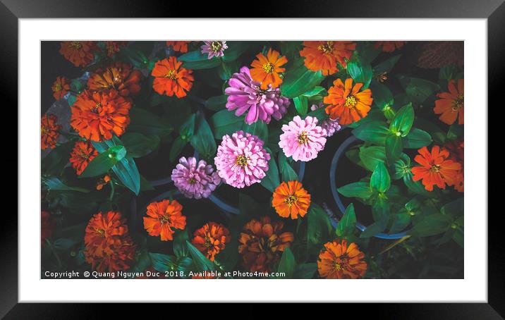 Colorful Daisy Framed Mounted Print by Quang Nguyen Duc