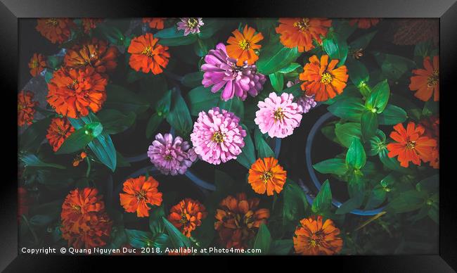 Colorful Daisy Framed Print by Quang Nguyen Duc