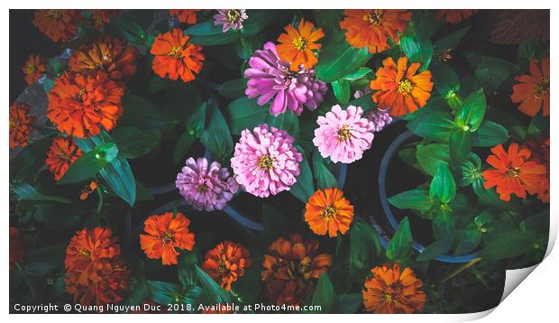 Colorful Daisy Print by Quang Nguyen Duc
