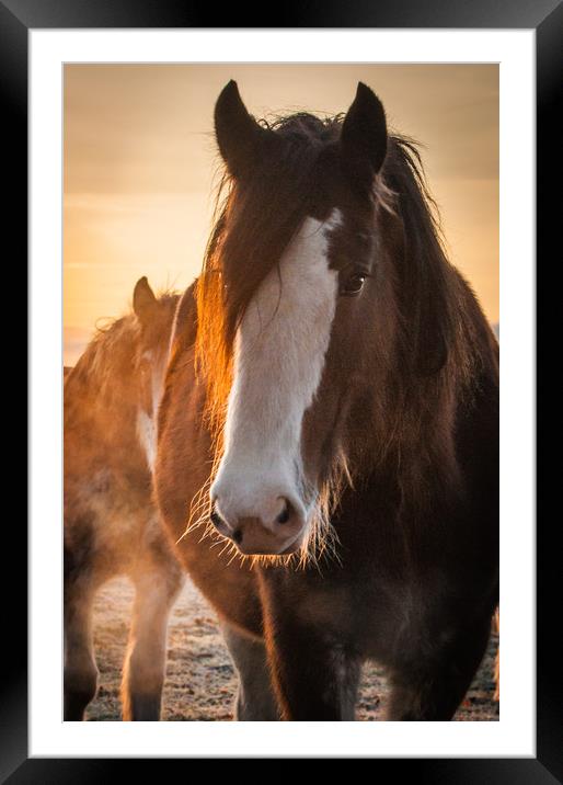 Gentle Giant Framed Mounted Print by Willie Cowie