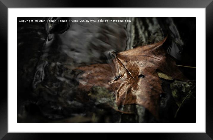 Dry leaf in the river Framed Mounted Print by Juan Ramón Ramos Rivero