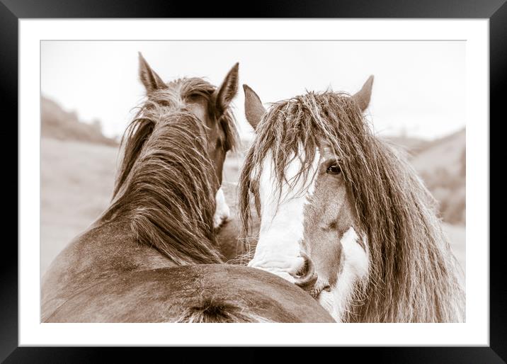 Mutual Groomimg Framed Mounted Print by Willie Cowie
