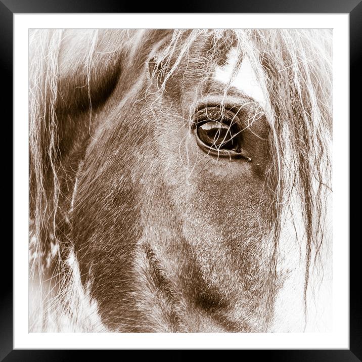 High Key Clydesdale Framed Mounted Print by Willie Cowie