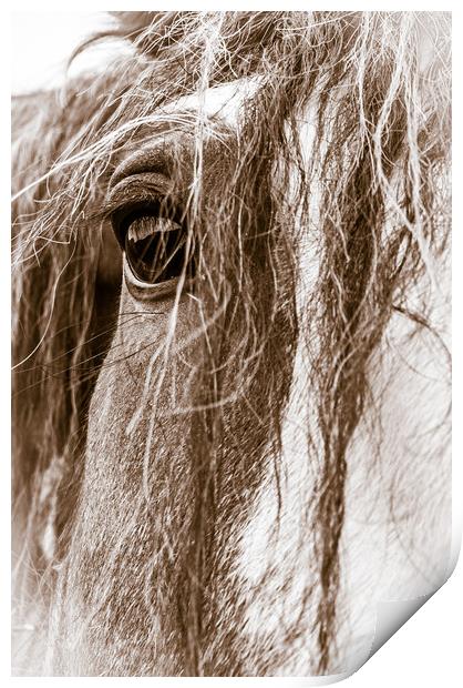High Key Clydesdale Print by Willie Cowie