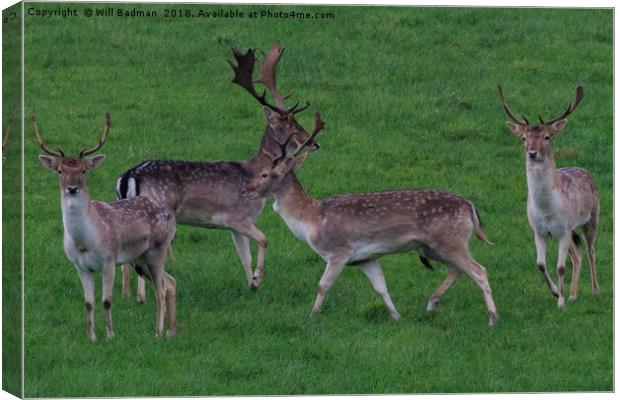 Wild Fallow buck deers in Somerset Uk  Canvas Print by Will Badman
