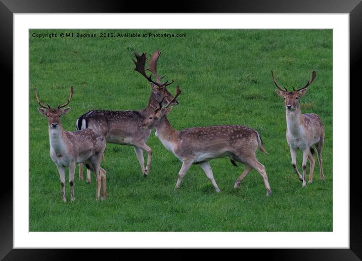 Wild Fallow buck deers in Somerset Uk  Framed Mounted Print by Will Badman