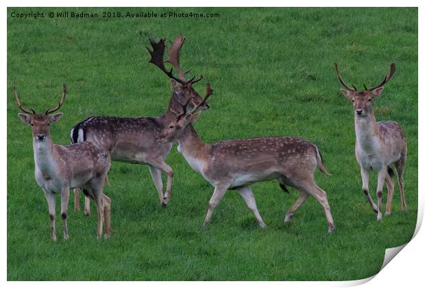 Wild Fallow buck deers in Somerset Uk  Print by Will Badman