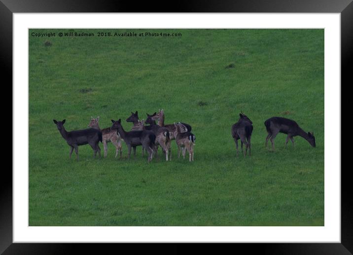 Wild common and melanistic falow deer in Somerset  Framed Mounted Print by Will Badman