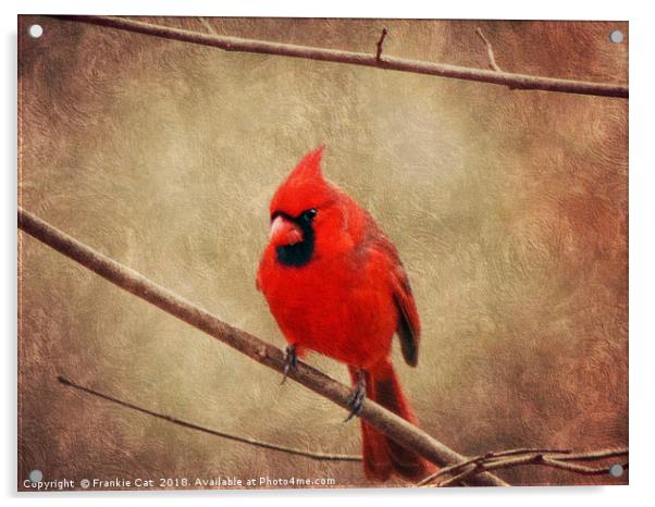 Cardinal Acrylic by Frankie Cat