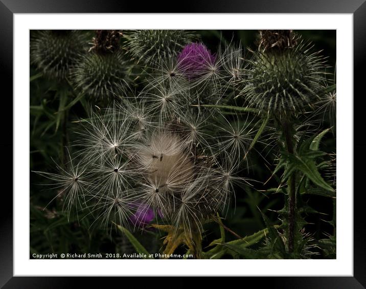 Thistledown Framed Mounted Print by Richard Smith