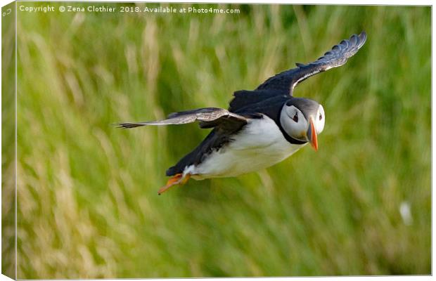Puffin in flight Canvas Print by Zena Clothier