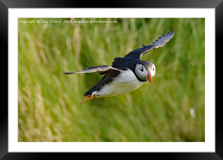 Puffin in flight Framed Mounted Print by Zena Clothier