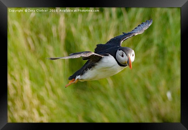 Puffin in flight Framed Print by Zena Clothier