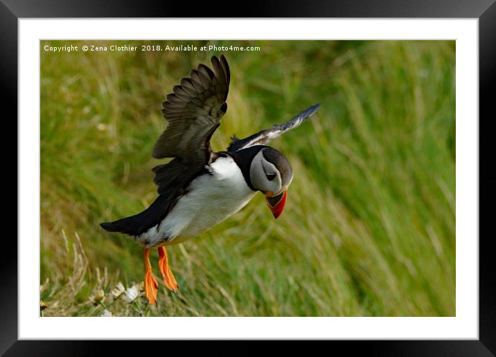 Puffin take off Framed Mounted Print by Zena Clothier