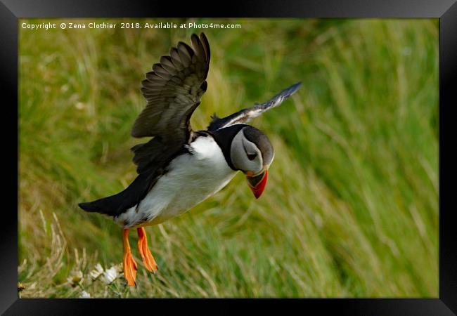Puffin take off Framed Print by Zena Clothier