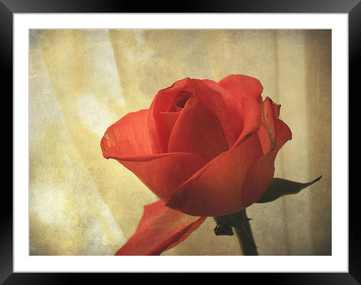 Yesterday's Rose Framed Mounted Print by Jacqi Elmslie