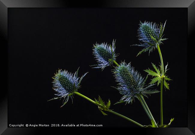 Sea Holly Back Lit Framed Print by Angie Morton