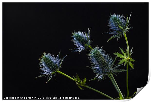 Sea Holly Back Lit Print by Angie Morton