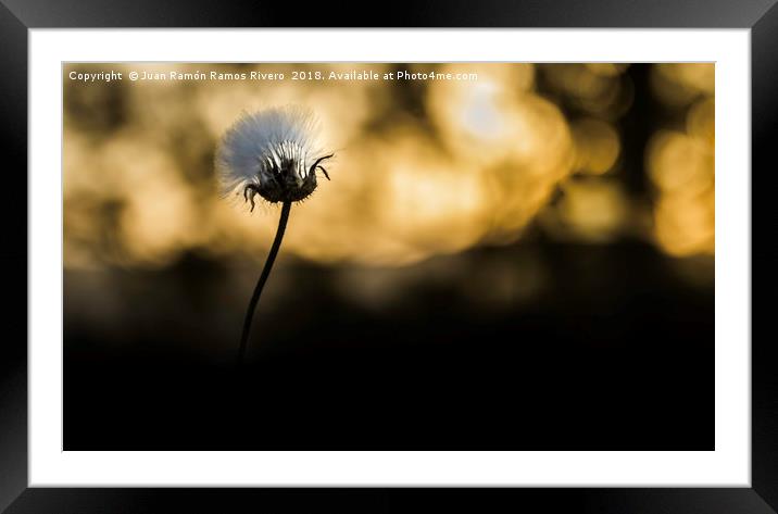 Dandelion comes out of the shadows Framed Mounted Print by Juan Ramón Ramos Rivero