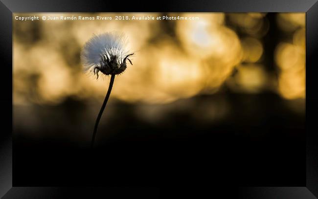 Dandelion comes out of the shadows Framed Print by Juan Ramón Ramos Rivero
