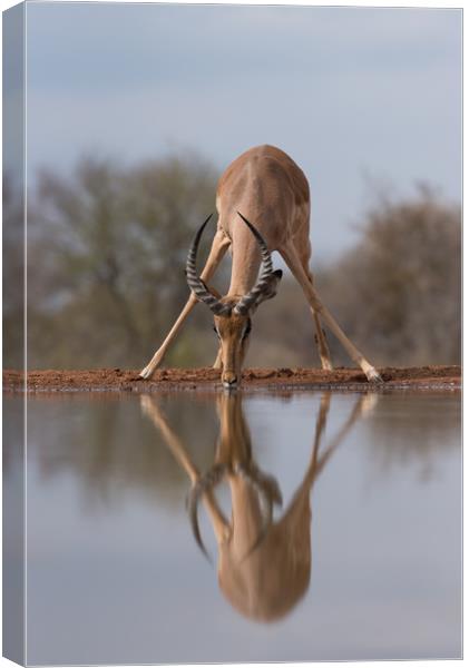 Mirrored impala Canvas Print by Villiers Steyn