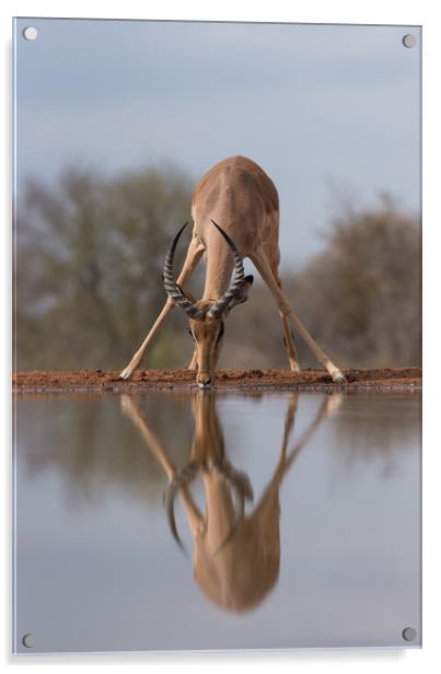 Mirrored impala Acrylic by Villiers Steyn
