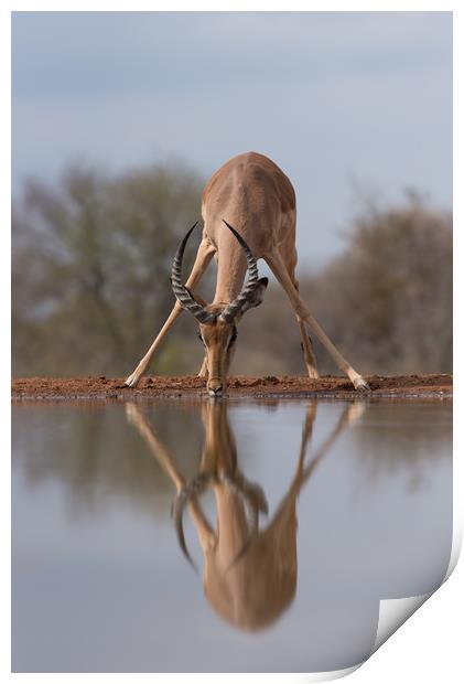 Mirrored impala Print by Villiers Steyn