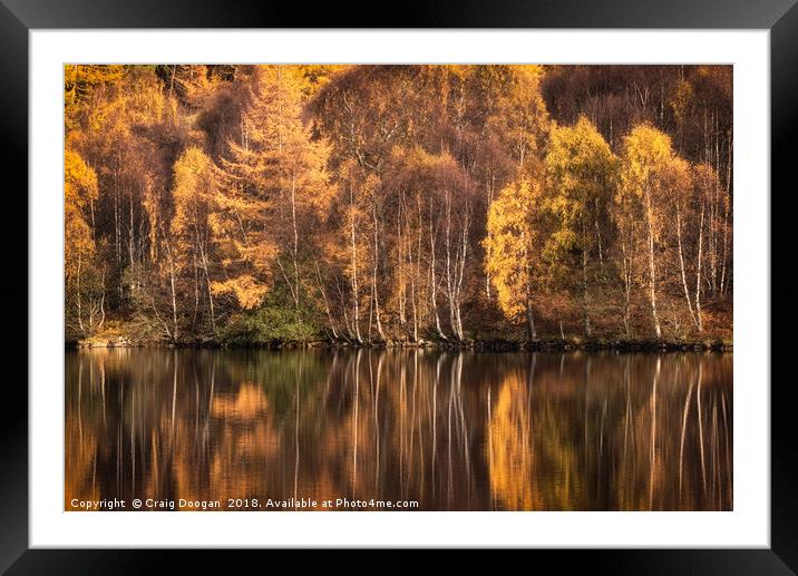 Autumn Birch Framed Mounted Print by Craig Doogan