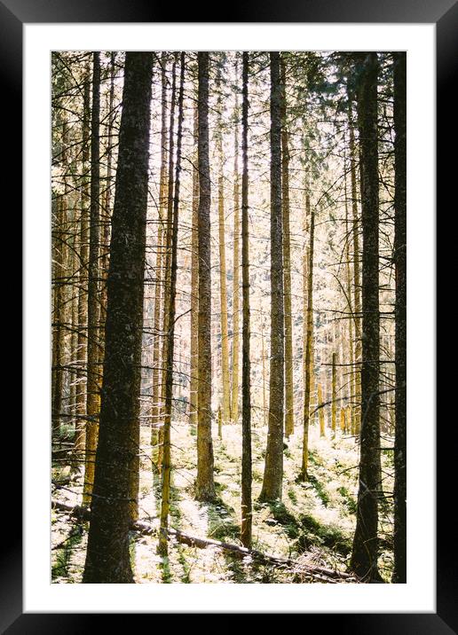 Sunlit Forest Framed Mounted Print by Patrycja Polechonska