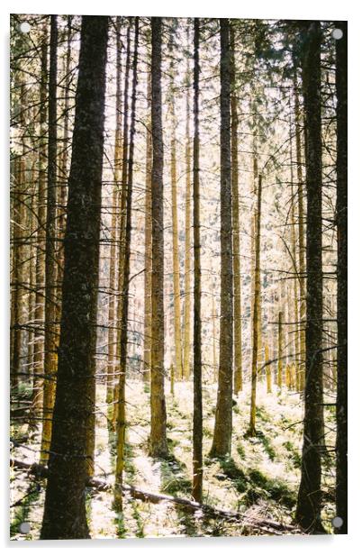 Sunlit Forest Acrylic by Patrycja Polechonska