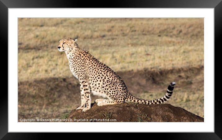 Cheetah Lookout Framed Mounted Print by Dennis Platts