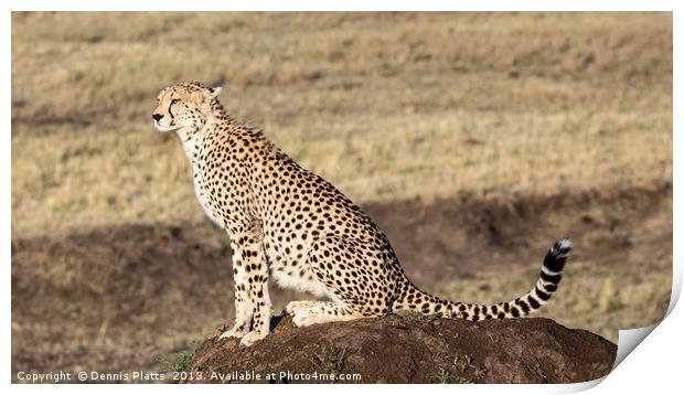 Cheetah Lookout Print by Dennis Platts