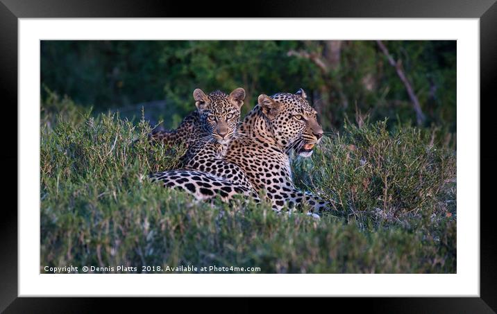 Leopard with Cub Framed Mounted Print by Dennis Platts