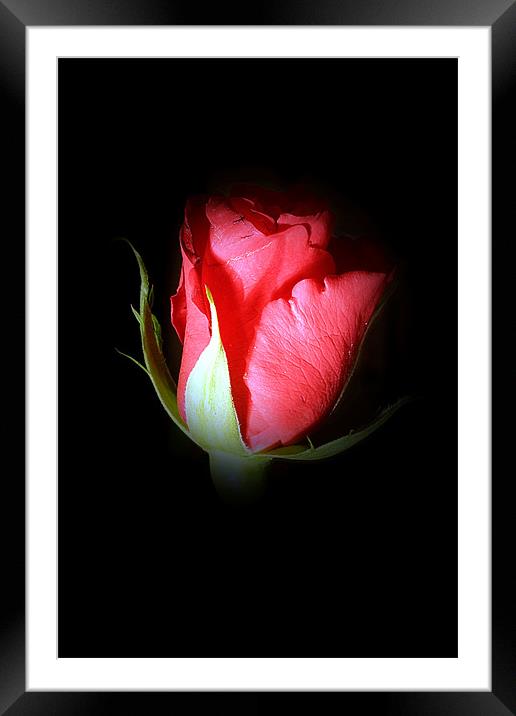 Rose bud Framed Mounted Print by Doug McRae