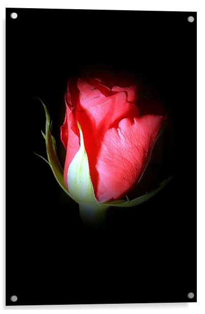 Rose bud Acrylic by Doug McRae