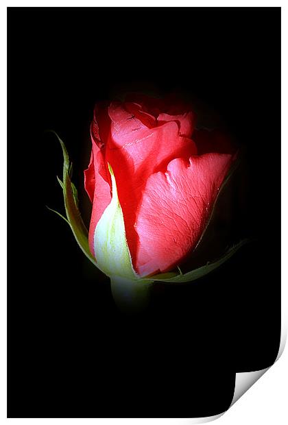 Rose bud Print by Doug McRae