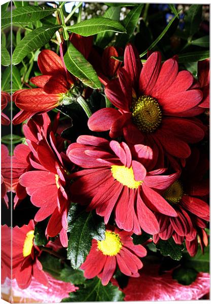 Mums Chrysanthemum Canvas Print by Doug McRae