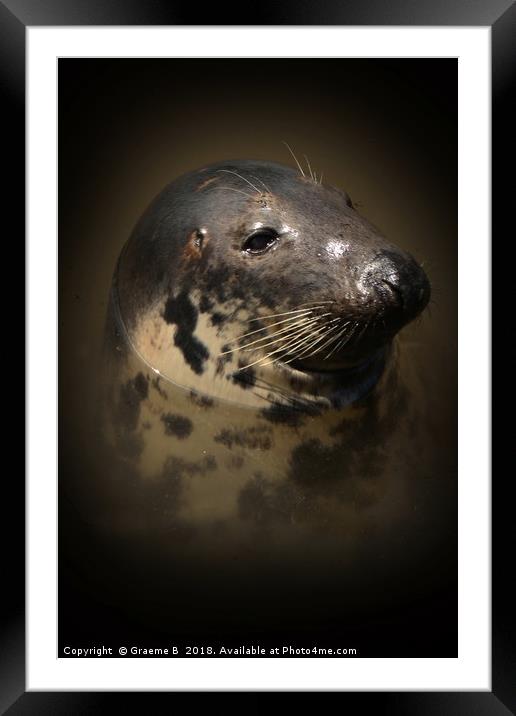 Portrait of a Seal Framed Mounted Print by Graeme B