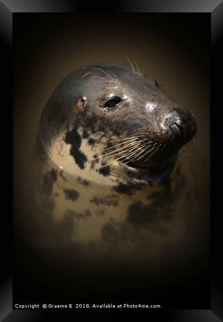 Portrait of a Seal Framed Print by Graeme B