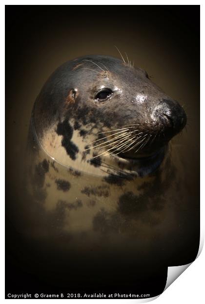 Portrait of a Seal Print by Graeme B