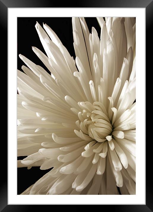 Spider Chrysanthemum Framed Mounted Print by Doug McRae